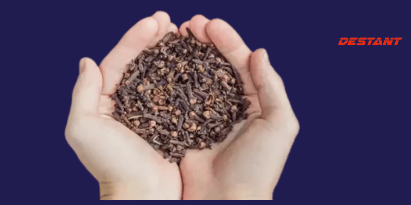 One’s Strength: Daily clove consumption for optimal health